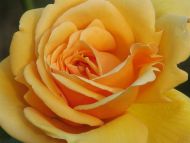 Big Yellow Rose