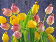 Bimbi Tulips