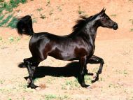 Bint Faloo, Arabian Mare