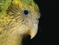 Bird Head