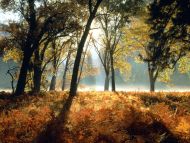 Black Oaks and Ferns, Leidig Meadows, California