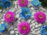 Blue and Purple Dahlia