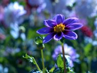 Blue Dahlia