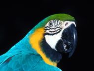 Blue Parrot Closeup