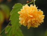 Bright Yellow Flower