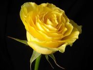 Bright Yellow Rose