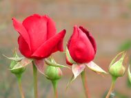 Buds of Red Roses