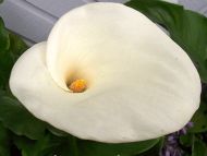 Calla Lily