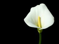 Calla Lily