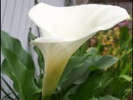 Calla Lily