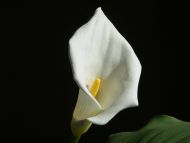 Calla White Lily