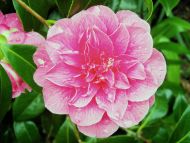 Camellia with Rain Drops