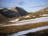 Caribou on Springtime Slope, Alaska