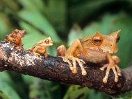 Chachi Tree Frogs