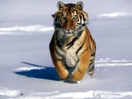 Charge , Siberian Tiger