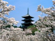 Cherry Blossoms, Ninna Ji Temple Grounds, Kyoto, Japan