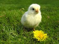 Chicken with Flower