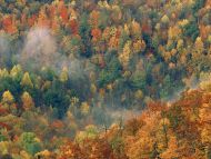 Colorful Autumn Forest, Tennessee