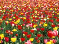 Colorful Tulip Garden