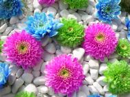 Colourful Flowers in Stones