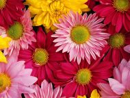 Colourful Gerbera Daisy