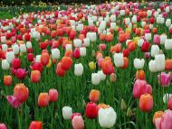 Colourful Tulips