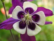 Columbine