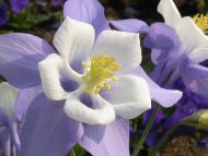 Columbine