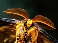 Comet Moth, Madagascar