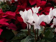 Cyclamen Poinsettia