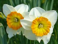 Daffodils White and Yellow