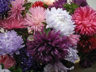 Dahlia Flowers of All Colours