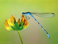 Damselfly