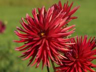 Dark Red Dahlia