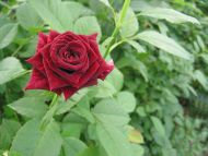 Dark Red Rose