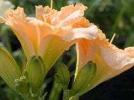 Daylilies Peach