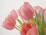 Declaration of Love, Tulips