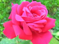 Deep Pink Rose