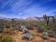 Desert Bloom, California Desert Conservation Area