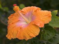 Dew Covered Hibiscus, Kauai, Hawaii