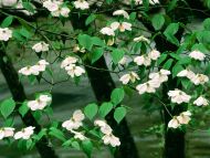 Dogwood Blossoms, Great Smoky Mountains, Tennessee