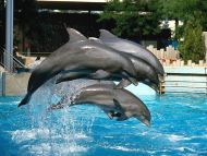 Dolphins Jumping