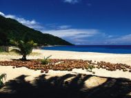 Dried Coconuts in Front of Sea