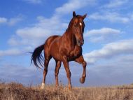 Elegant Stride