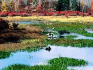 Fall Pond, Ricketts Glen State Park, Pennsylvania