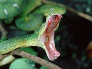 Fangs, Emerald Tree Boa