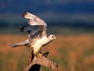 Feels Good to Stretch, Gyrfalcon