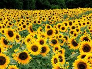 Field of Sunflowers, Kentucky