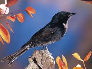 Fork Tailed Drongo