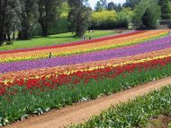 Garden of Colourful Tulips